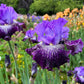 Bright red bearded iris jawbone flats in full bloom against a blurred background.
