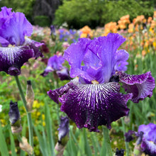 Bright red bearded iris jawbone flats in full bloom against a blurred background.