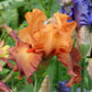 Orange and red bearded iris lovely senorita in bloom against a blurred green background.
