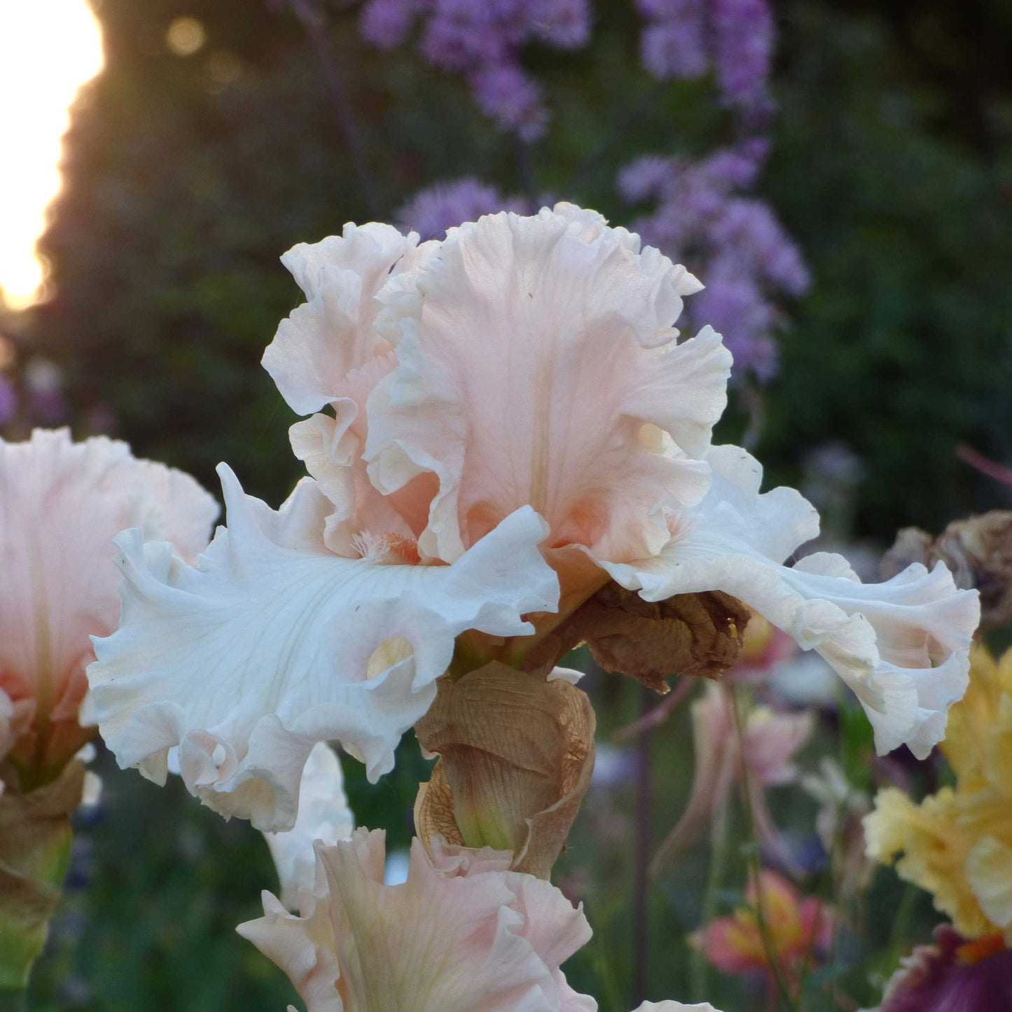 Close-up of a light pink magical bearded iris flower with a blurred background