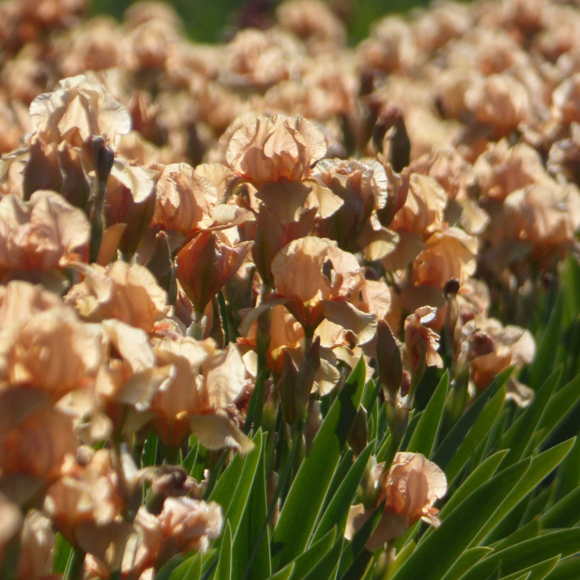 A field of orange many mahalos bearded iris in a garden setting