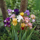 Re-Blooming Bearded Iris Bulbs - Mix