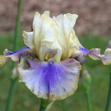 White and purple on deck bearded iris flower with a blurred garden background