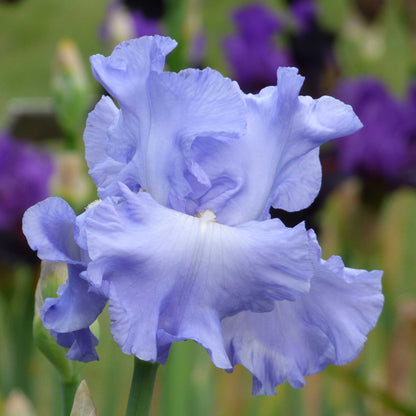 Close-up of a light blue open ocean bearded iris flower with a blurred background
