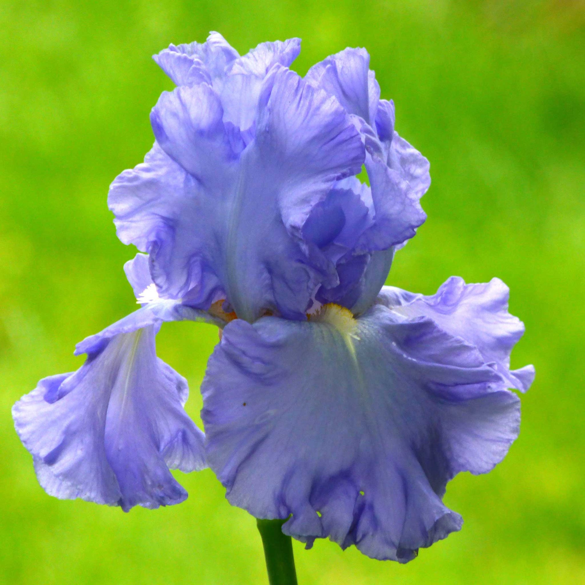 Close-up of a light blue open ocean bearded iris flower with a blurred background