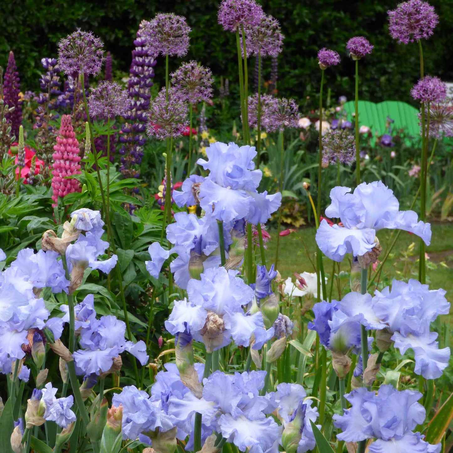 Patch of a light blue open ocean bearded iris flower with a garden background