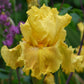 Yellow bearded iris oregon firestorm close-up against a blurred background.