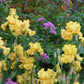 Dark purple bearded iris oregon firestorm with a yellow beard against a blurred background.