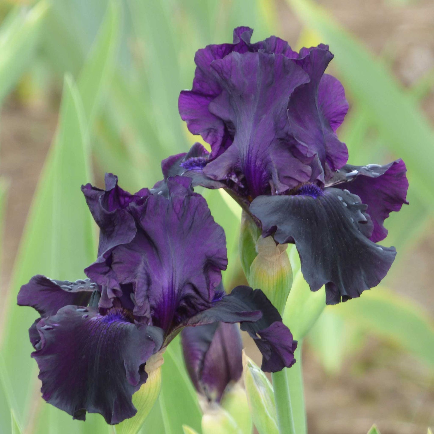 Close-up of a rich dark purple ozark rebounder bearded iris flower with a blurred background
