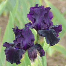 Close-up of a rich dark purple ozark rebounder bearded iris flower with a blurred background