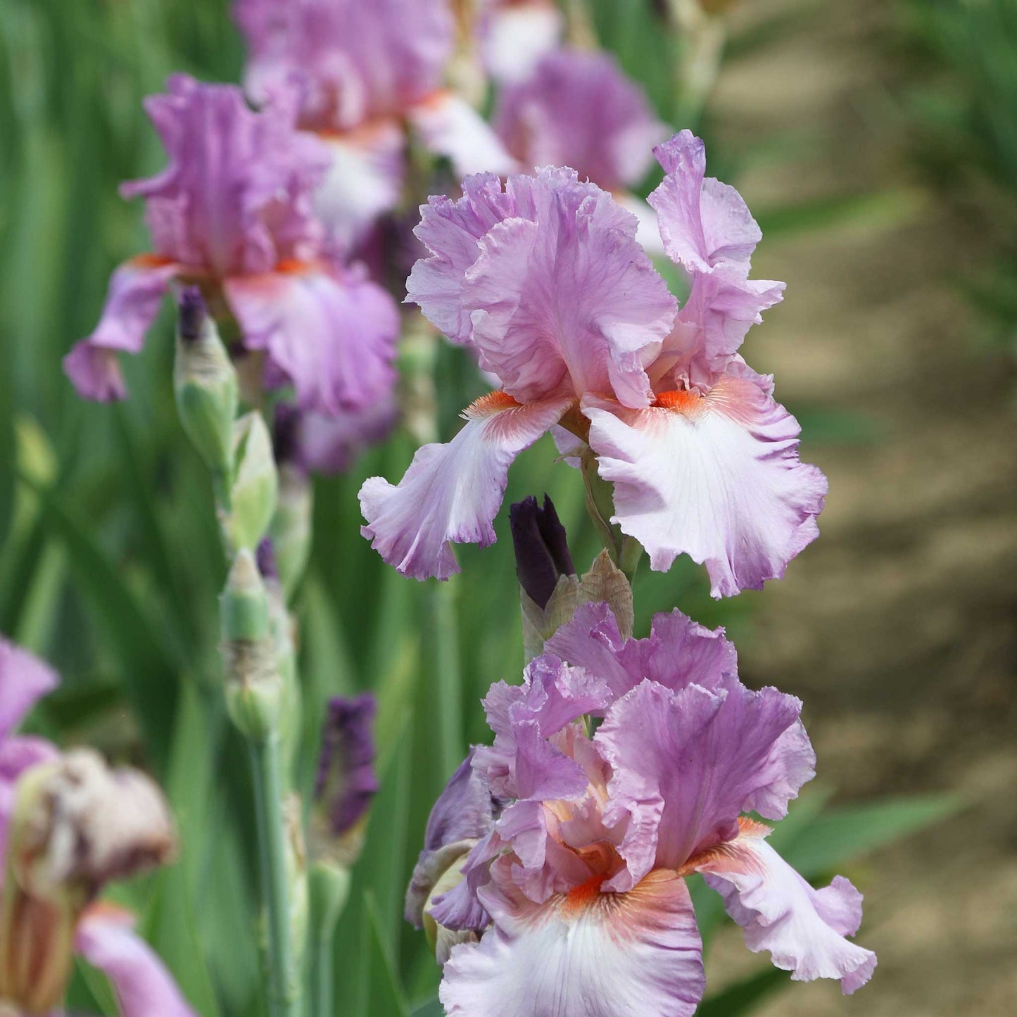 Close-up of a purple persian berry bearded iris flower with a blurred background