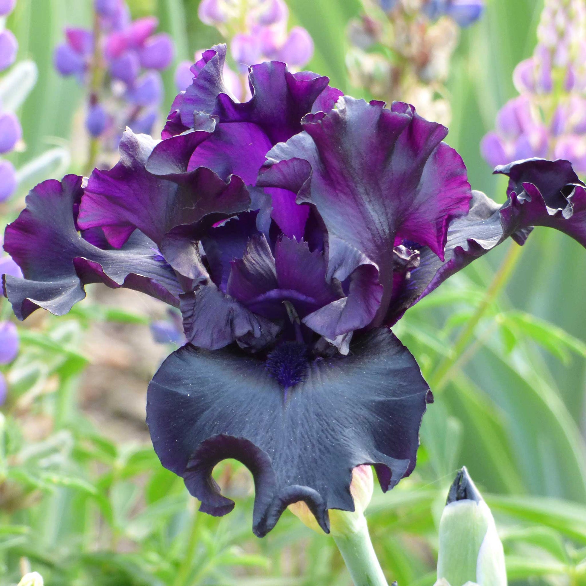 Close up of a purple raven girl bearded iris in a garden setting