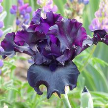 Close up of a purple raven girl bearded iris in a garden setting