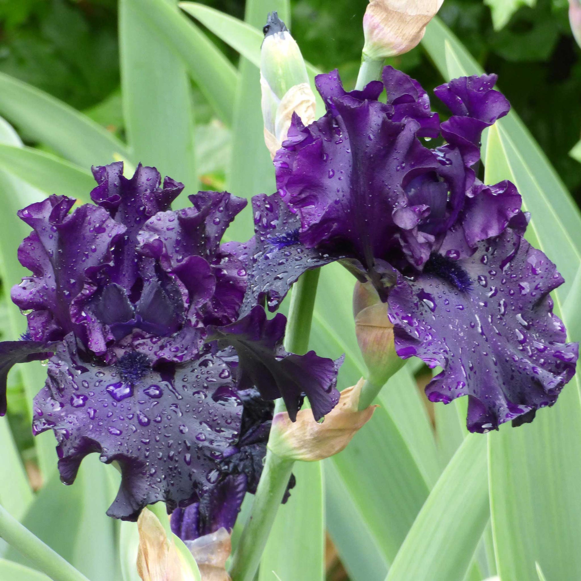 Close up of purple raven girl bearded iris in a garden setting