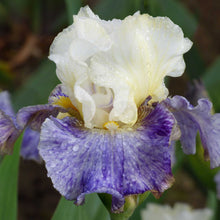 Close up of a purple and yellow rhizome cowboy bearded iris in a garden setting