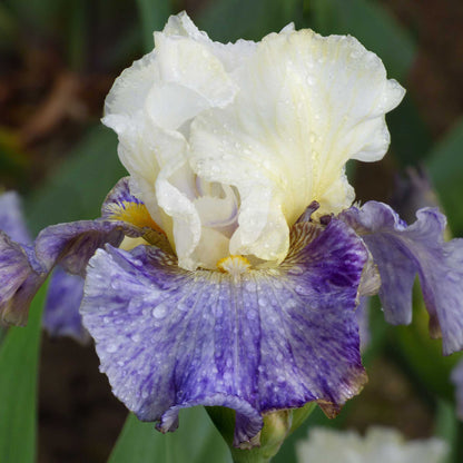 Close up of a purple and yellow rhizome cowboy bearded iris in a garden setting