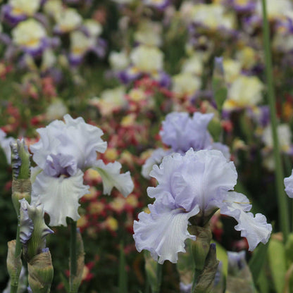 Whitish purple silverado bearded iris flower with a blurred background