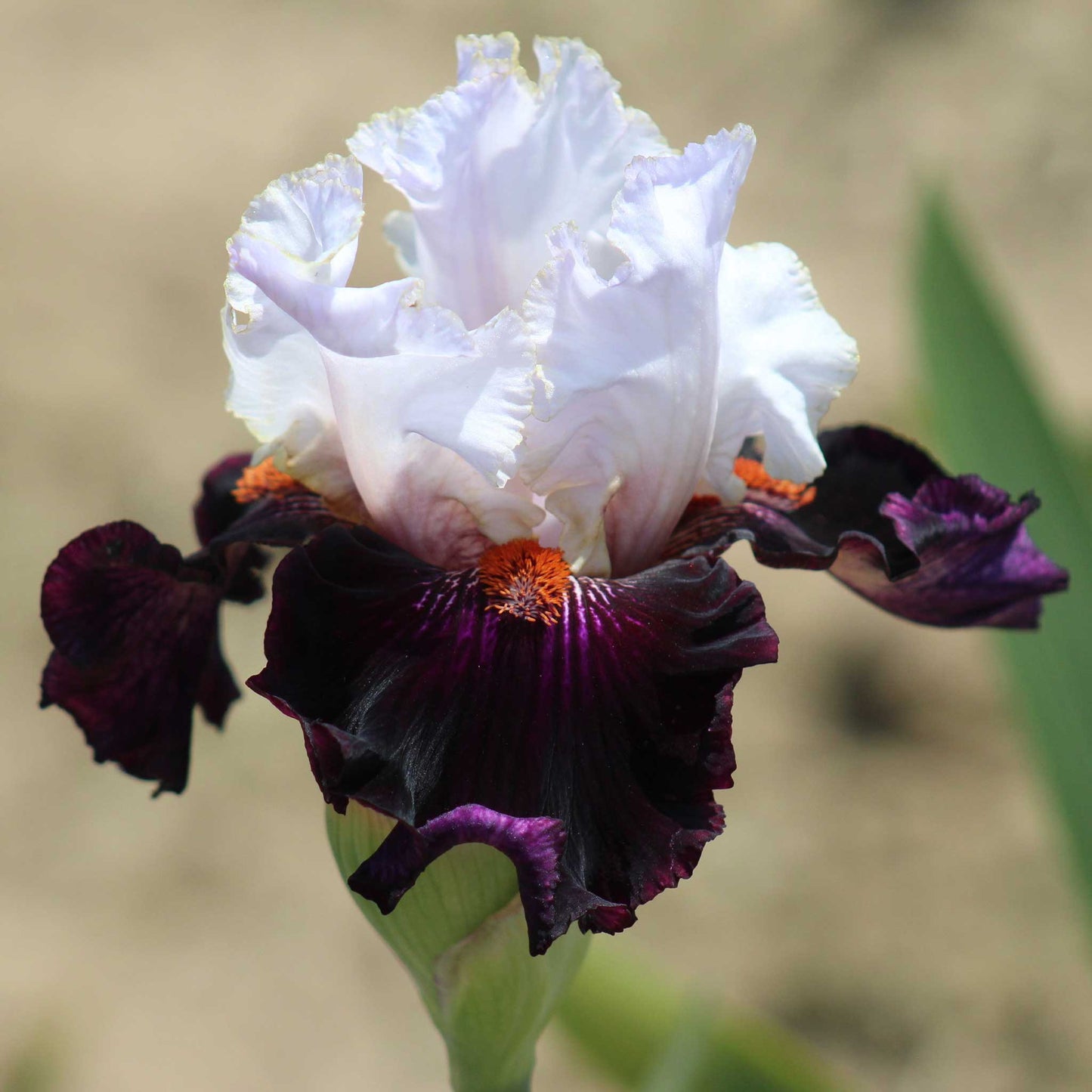 Close up of a dark purple and white starring bearded iris in a garden setting