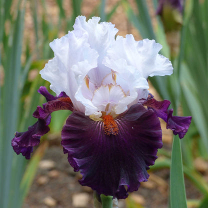 Close up of a dark purple and white starring bearded iris in a garden setting