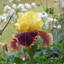 Close-up of a purple and yellow vintage charm bearded iris flower with a blurred background