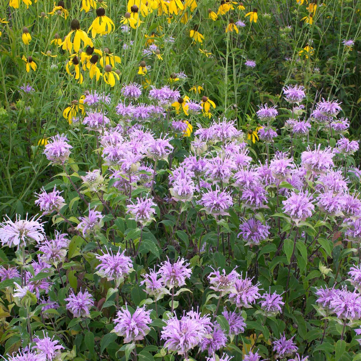 Close-up of a vibrant purple bee balm flower with a blurred green background.