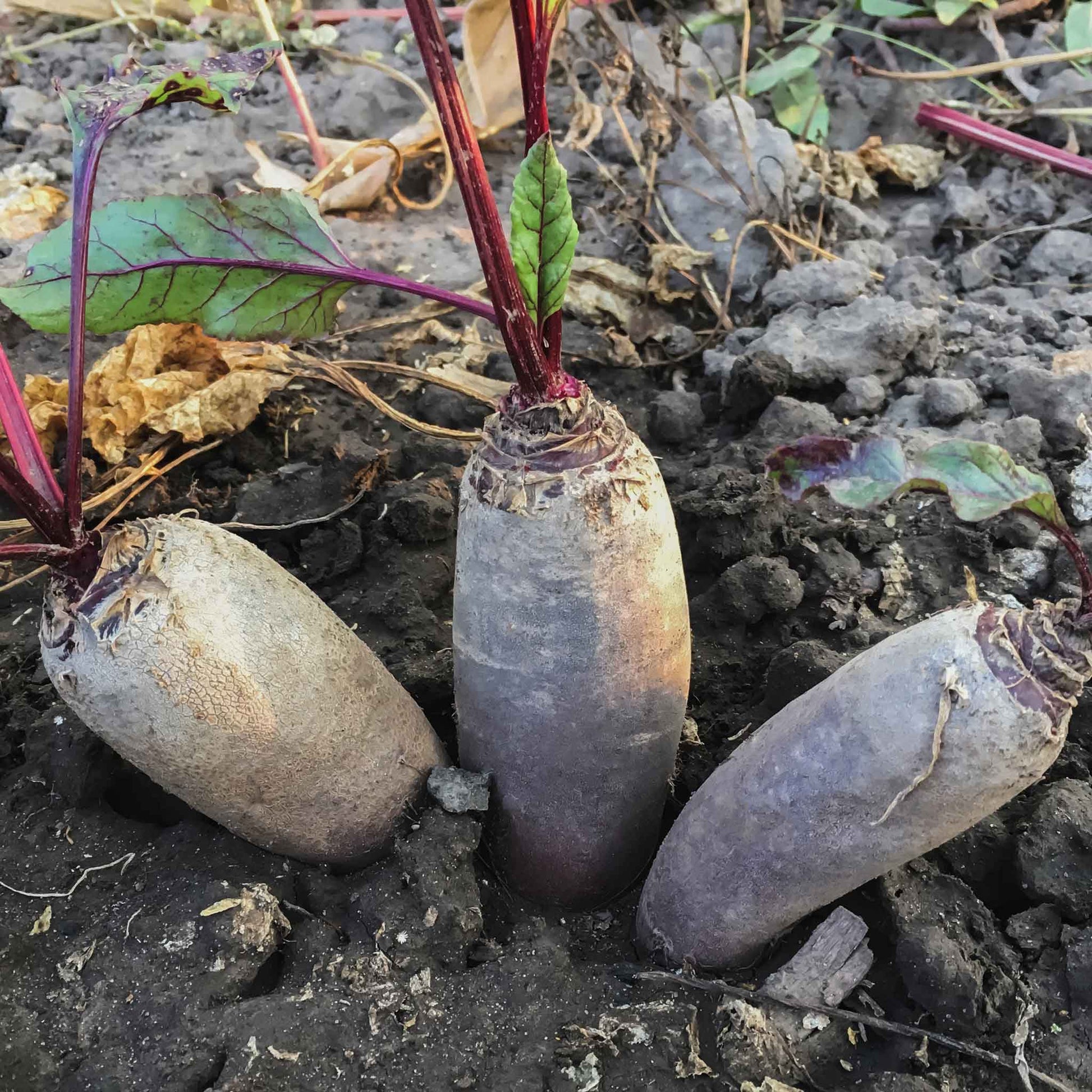 A cluster of slender, dark red Cylindra beet roots with green leafy tops growing in brown soil.