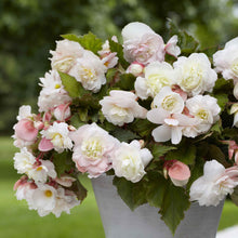 A close-up of a vibrant pink begonia flower with delicate petals and a soft, blurred background.