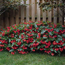 A vibrant red dragon wing begonia flower with green leaves, sitting in a garden