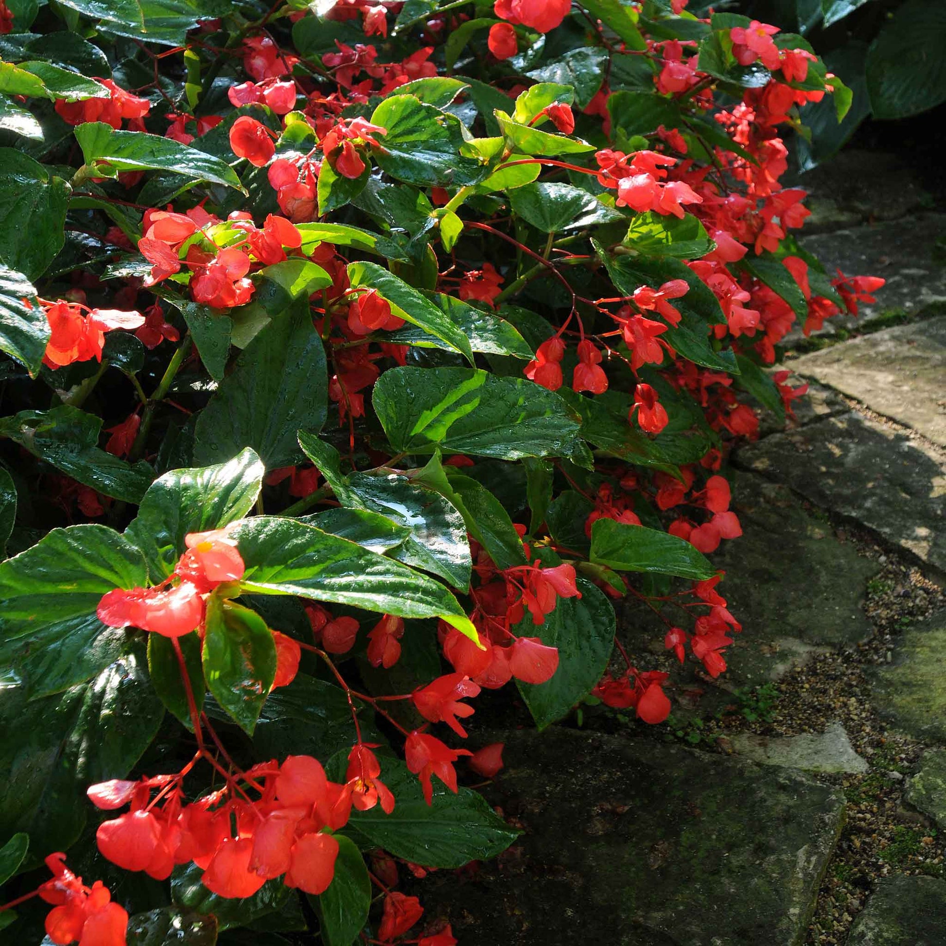 A close up of red dragon wing begonia flower with green leaves, showcasing its delicate petals.
