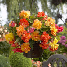 Golden Balcony begonia flowers bloom in clusters on a plant with green leaves, filling the frame.