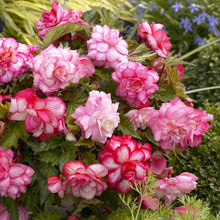 A close-up shot of blooming pink blacony begonia flowers with delicate petals and lush green leaves.