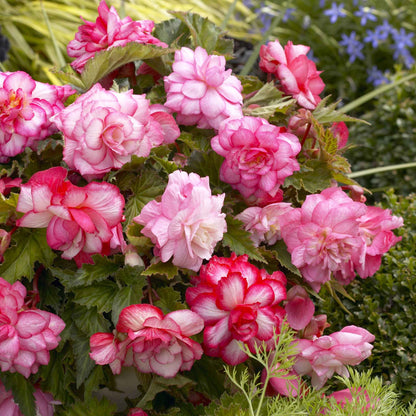 A close-up shot of blooming pink blacony begonia flowers with delicate petals and lush green leaves.