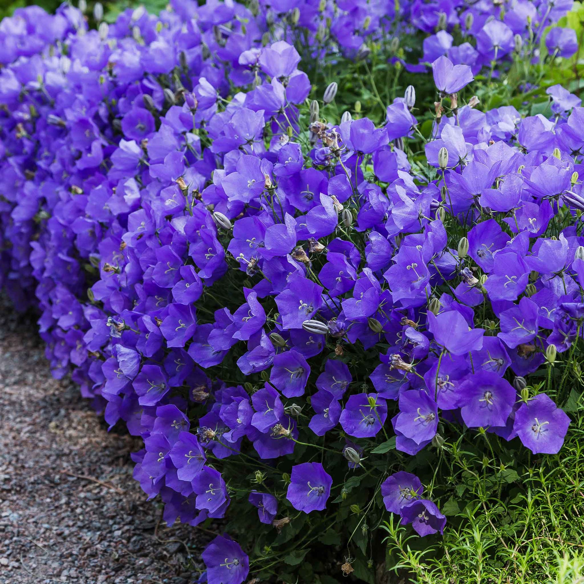 A dense cluster of vibrant purple tussock bellflower flowers blooming along a garden bed next to a gravel path and green foliage.