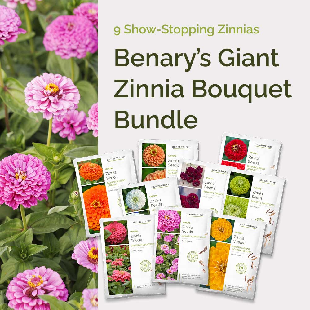 Graphic of benary's giant zinnia bundle pack displaying a product image and contents of the bundle.