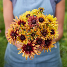 Bouquet of black eyed susan caramel flowers held by a person in a blue shirt outdoors.