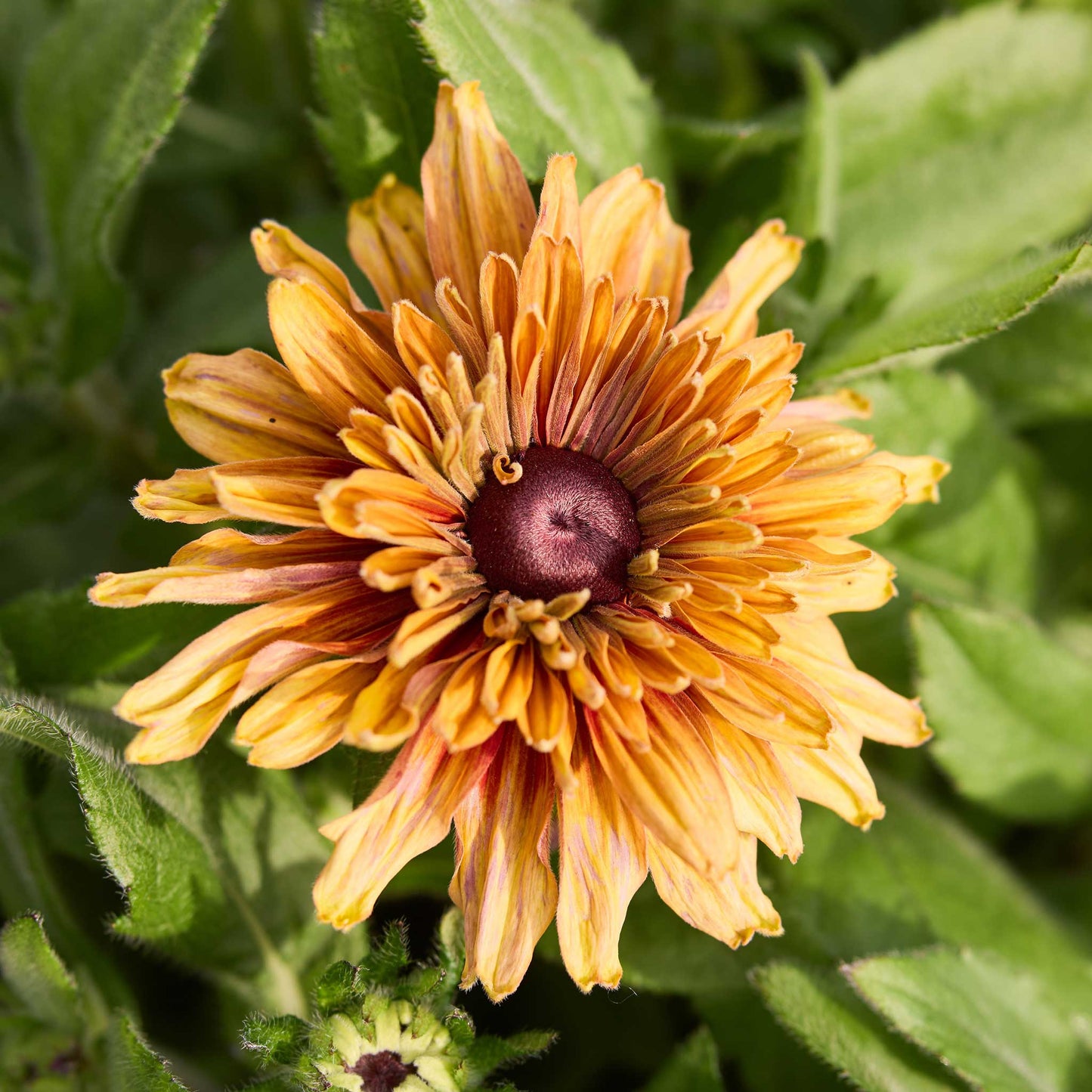 Close-up of a vibrant black eyed susan caramel flower with a green background