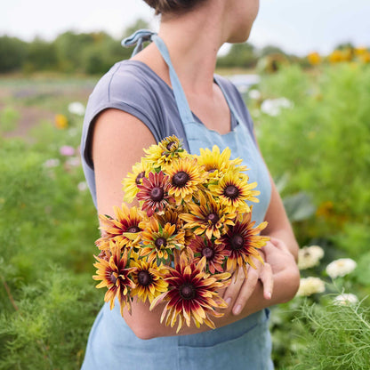 Bouquet of black eyed susan caramel flowers held by a person in a blue shirt outdoors.