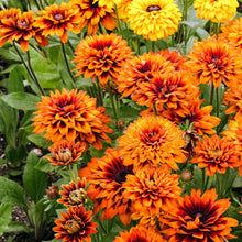 A close-up of a black-eyed susan cherokee sunset flowers with bright yellow petals.