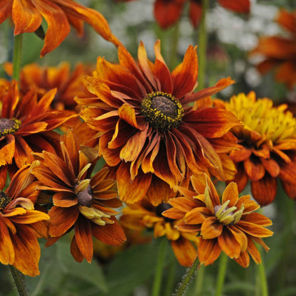 This image shows a Cherokee Sunset black-eyed Susan flower in full bloom, with bright yellow petals and a dark brown center.