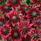 Close-up of a Black Eyed Susan 'Cherry Brandy' flower with deep red-orange petals and a dark center.