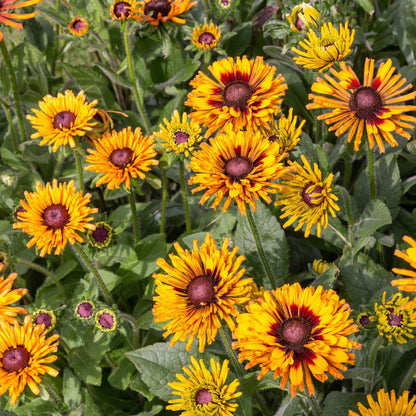 A cluster of unique, quilled Black-Eyed Susans chim chiminee in warm shades of gold, bronze, and burnt orange.