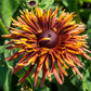 A single quilled Black-Eyed Susans in warm shades of gold, bronze, and burnt orange.