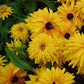 A vibrant Black Eyed Susan Goldilocks flower in full bloom with bright yellow petals.