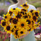 A vibrant mix of Black Eyed Susan Gloriosa Daisy flowers with orange and yellow petals.