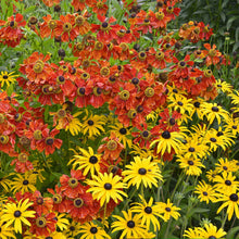 A vibrant garden scene featuring yellow and orange Black-Eyed Susan flowers with rich green foliage.