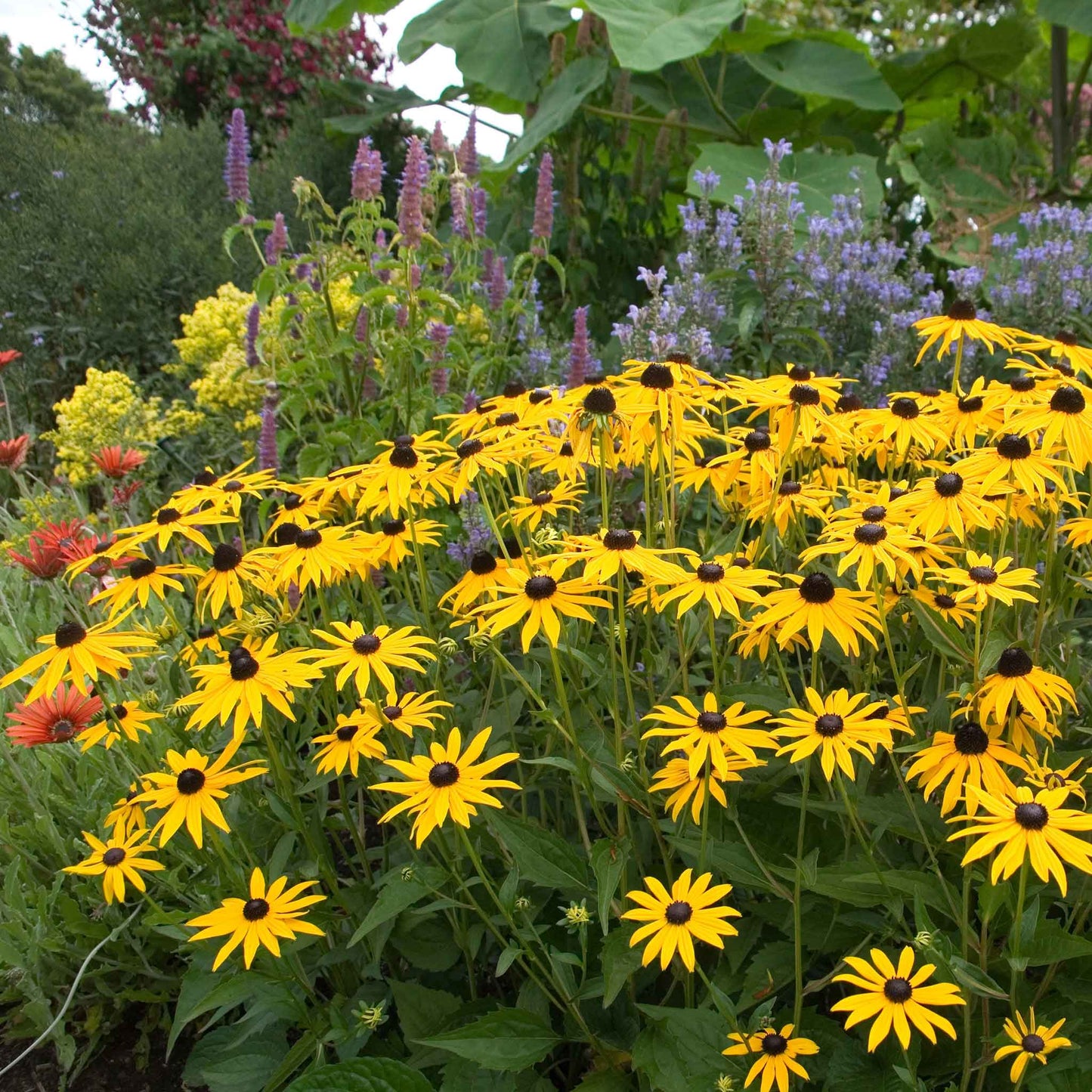 Black Eyed Susan Goldstrum with bright yellow petals and a dark brown center, thriving in a garden setting.