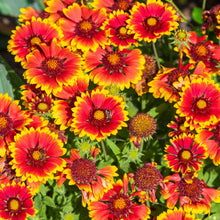 A close-up view of the blanket flowers with vibrant red and yellow petals, showcasing its details.