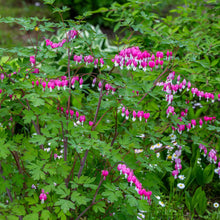A close-up of a bleeding heart plant with pink, heart-shaped flowers and delicate green leaves.