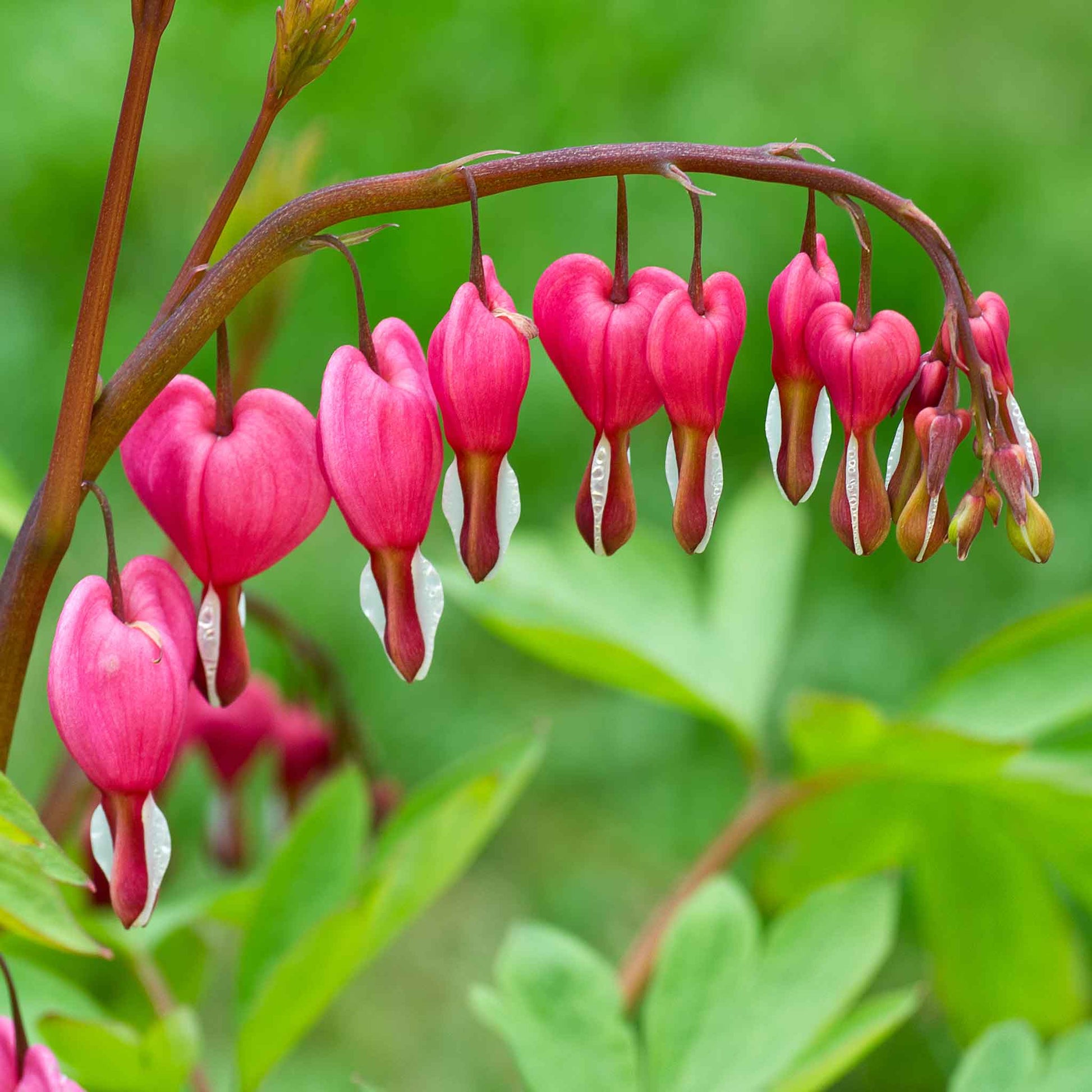 Close-up of a bleeding heart plant with pink heart-shaped flowers and green leaves in soft focus.