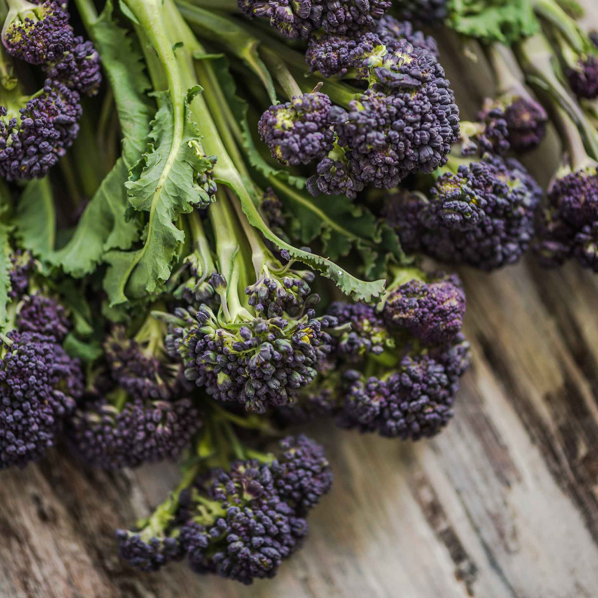 A vibrant, close-up shot of purple sprouting broccoli florets, showcasing their unique color and texture.
